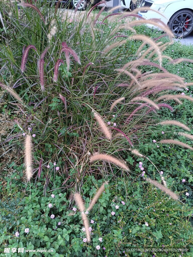 观赏草植物特写