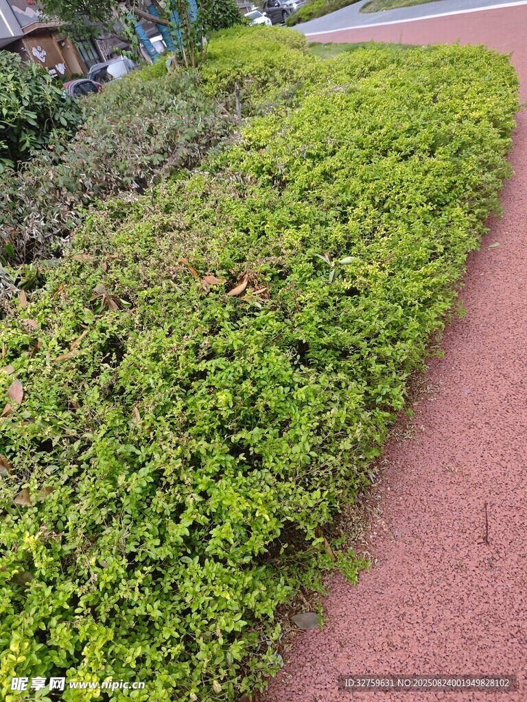 路边翠绿繁茂的低矮植被