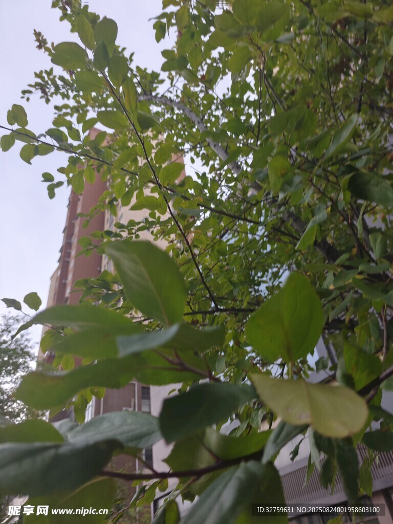 绿叶掩映下的建筑一角