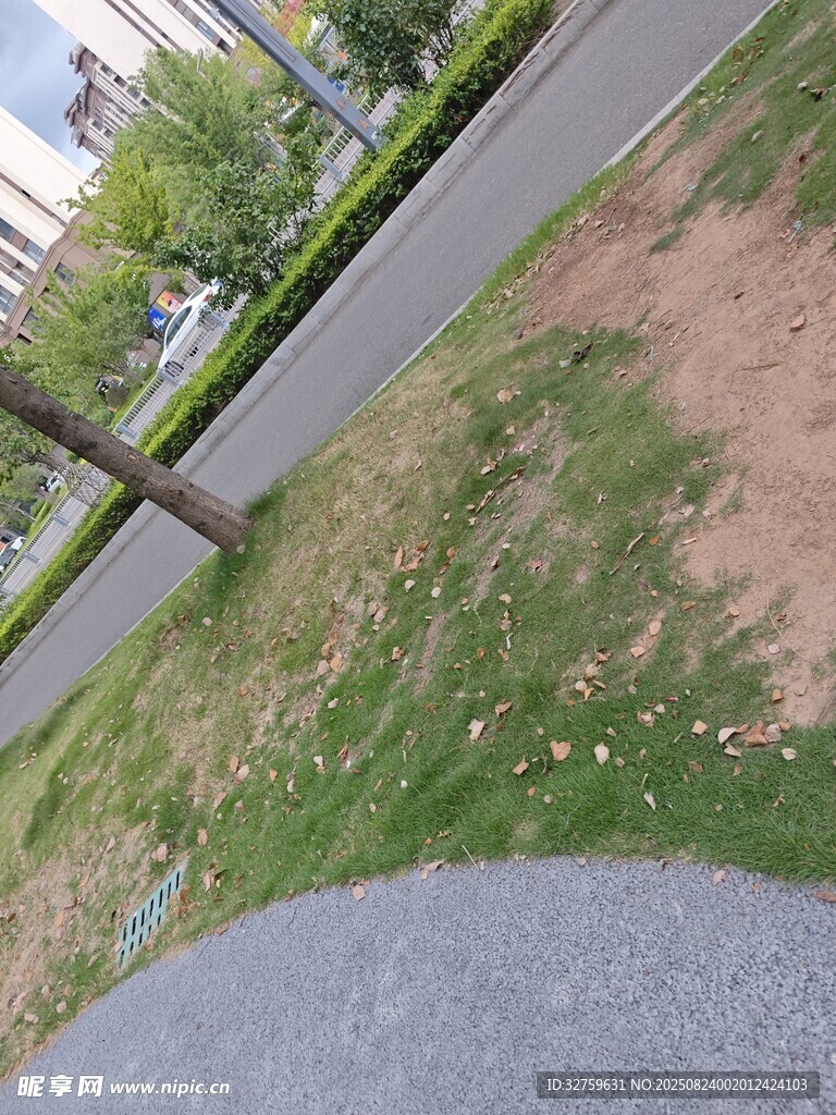 路边草地与树木景观