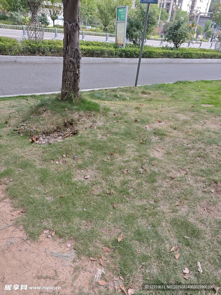 路边草地与树木景观
