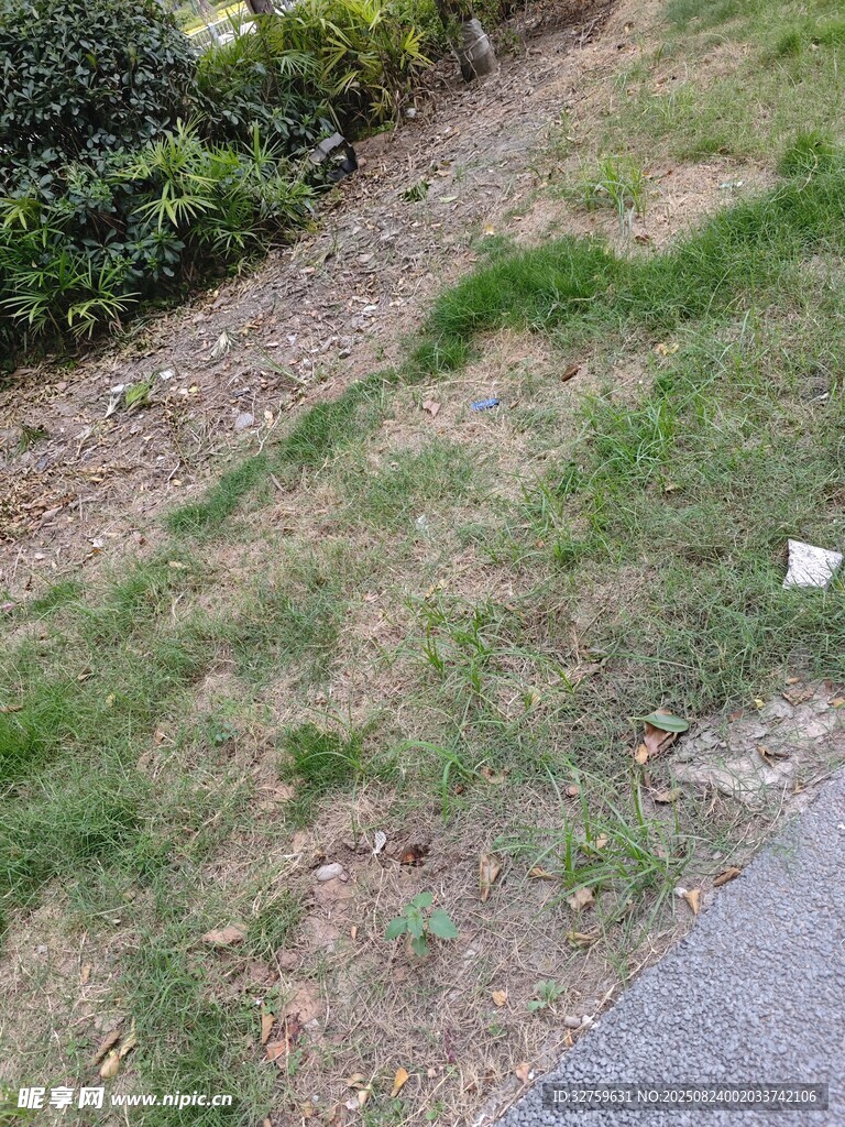 路边草地景象