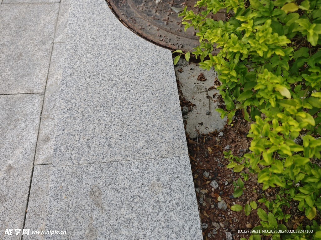 石板小径旁的翠绿植物