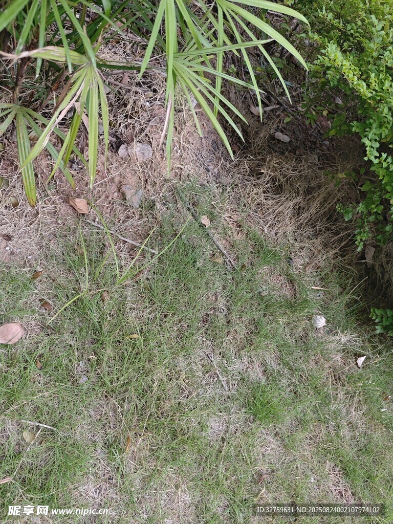 户外草地与植物景观