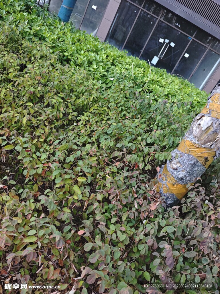 室内绿植景观