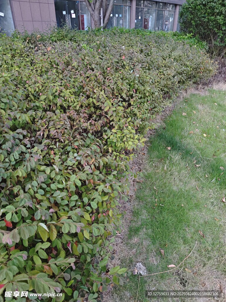户外绿植与草地景观