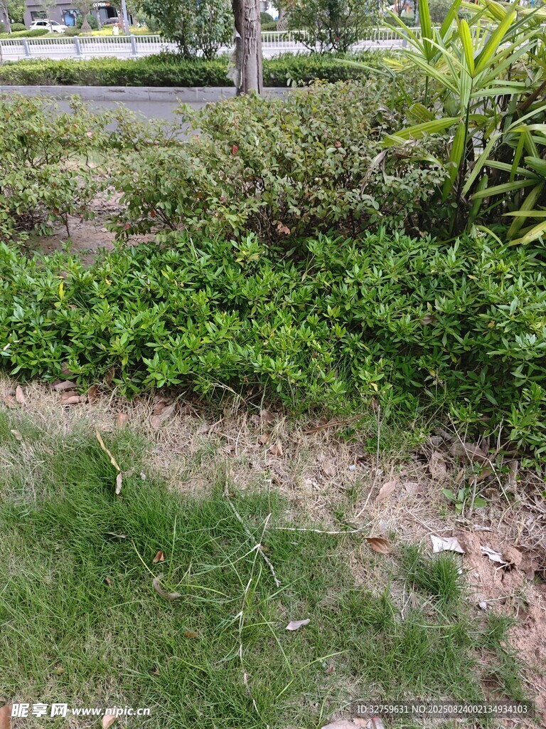 户外绿植景观一角