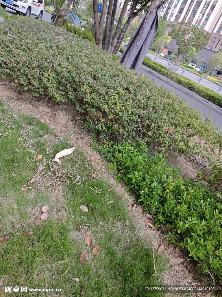 路边绿化带景观