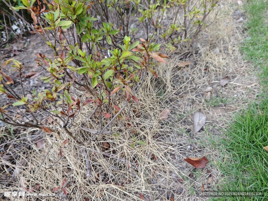 地面干枯植物与杂草景象