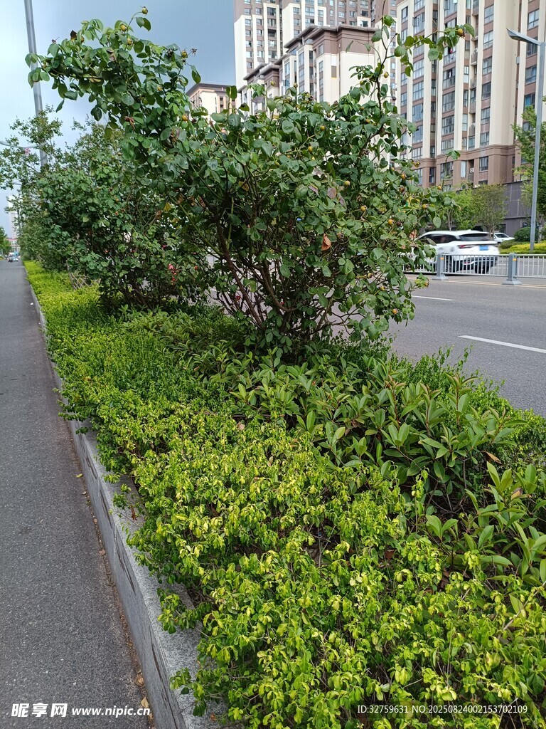 路边绿植景观