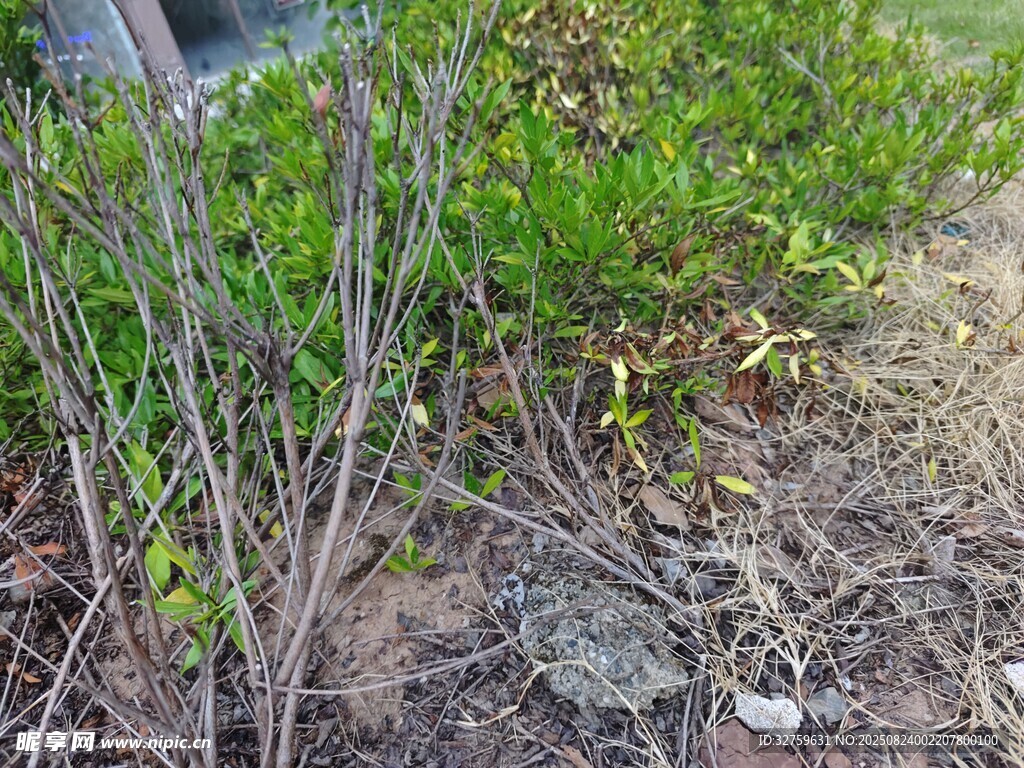 地面绿植旁的灰色蟾蜍