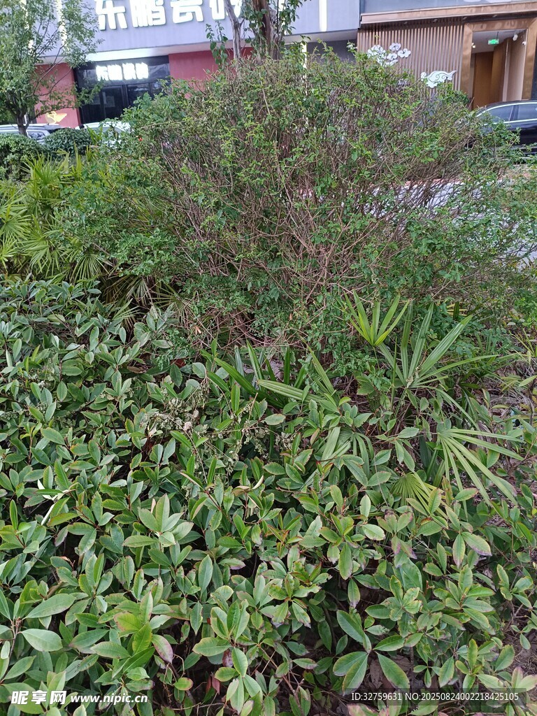 繁茂绿植景观