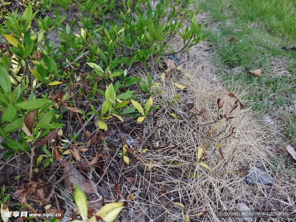 地面绿植旁的斑驳景象