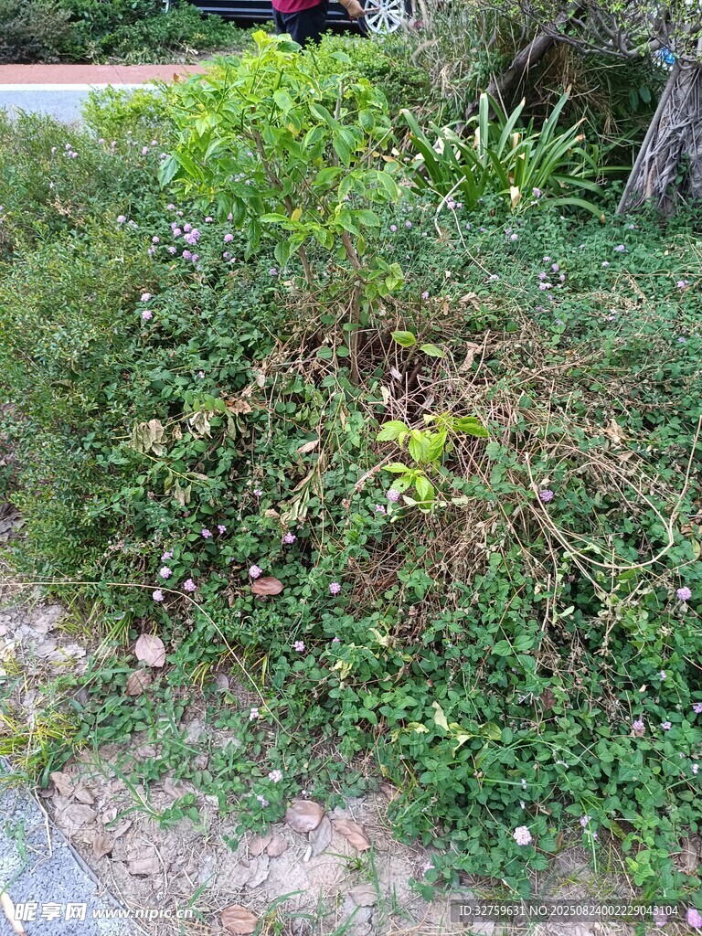 路边繁茂的绿色植物