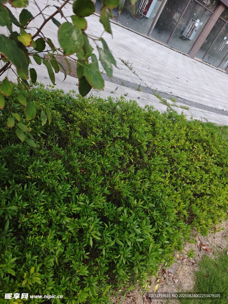 路边翠绿繁茂的低矮植物