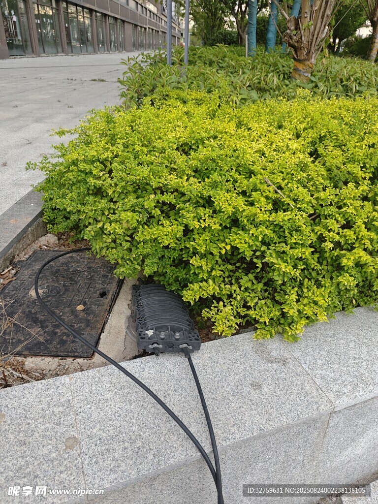 路边绿植景观