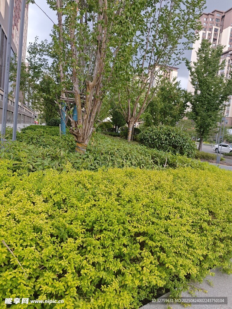 城市中葱郁的绿植景观