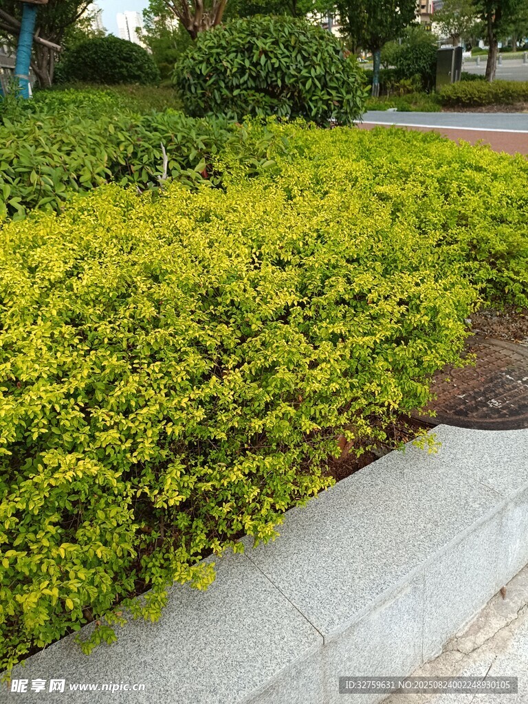 翠绿整齐的路边灌木丛
