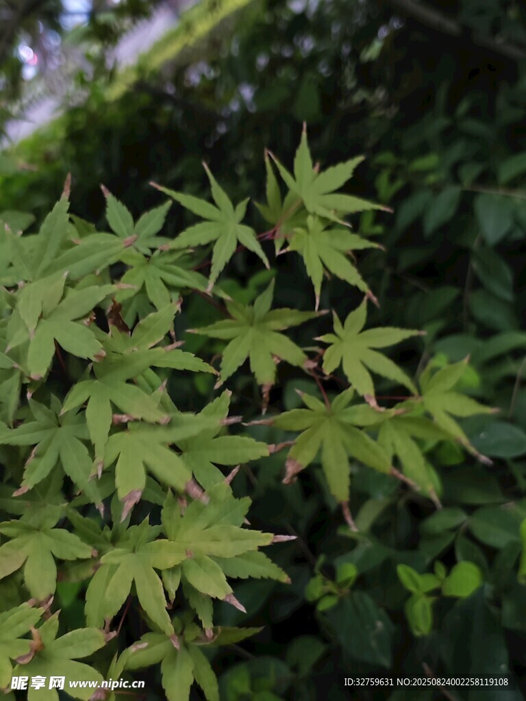 嫩绿枫叶植物特写