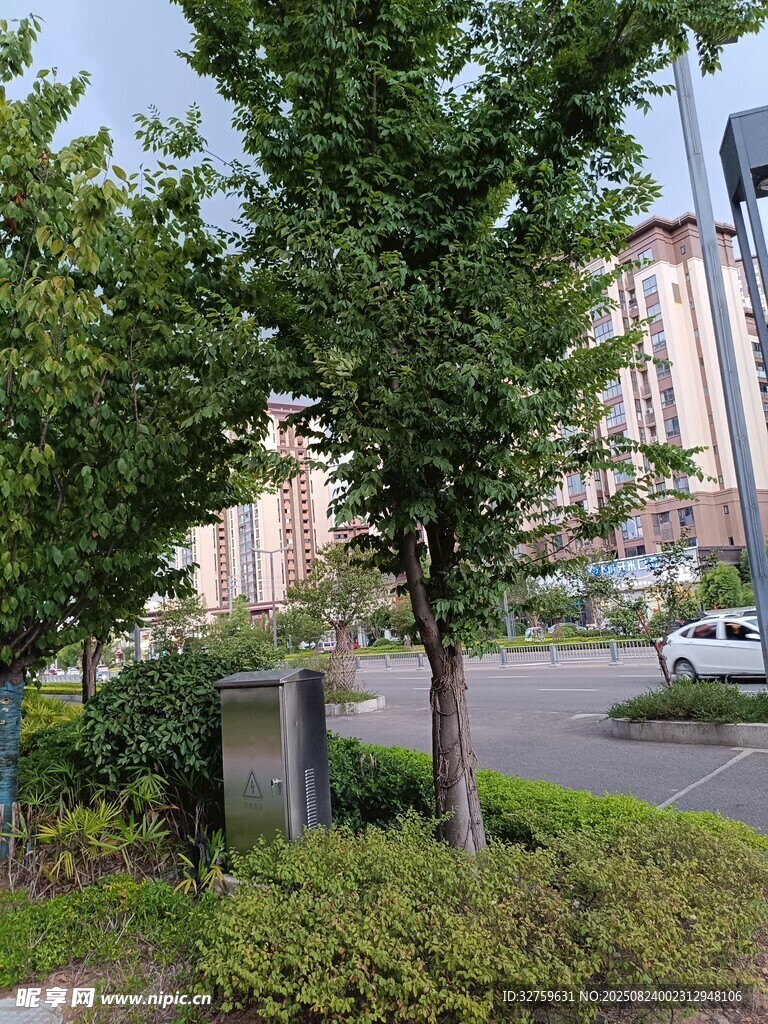城市街道旁的绿树与建筑