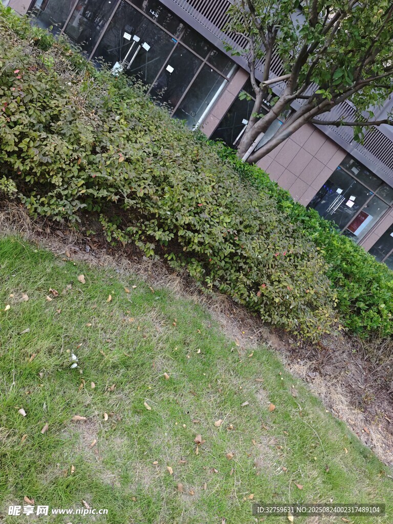 户外绿植景观一角
