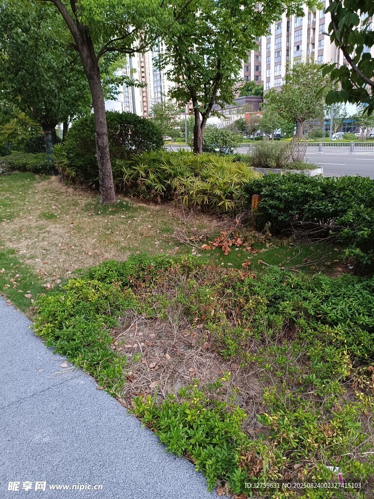 城市街边的绿植景观
