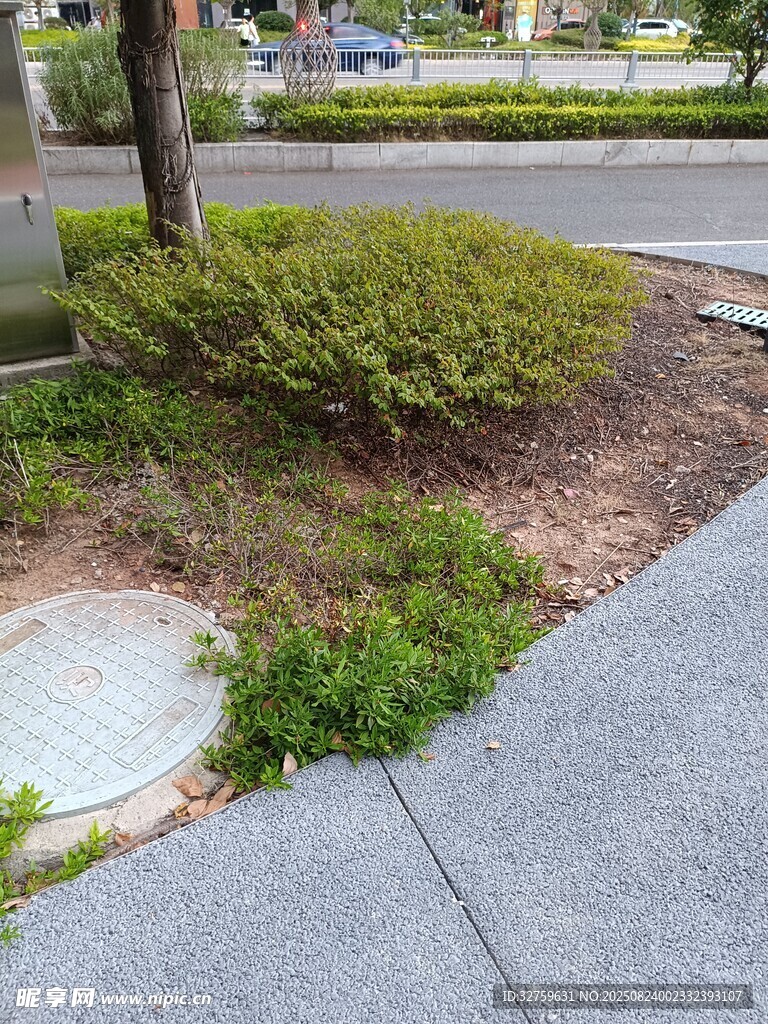 路边绿化带杂草景象