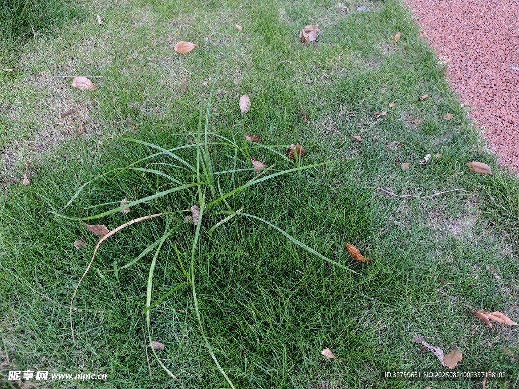 草坪上的一丛嫩绿小草