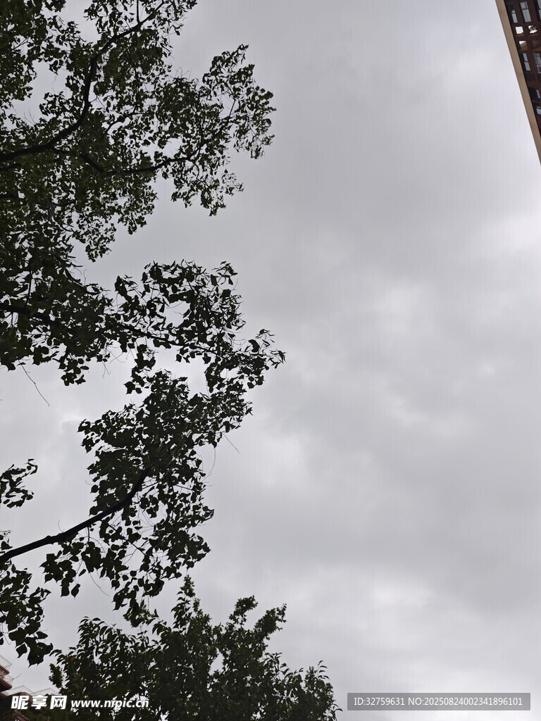 仰视天空中的枝叶