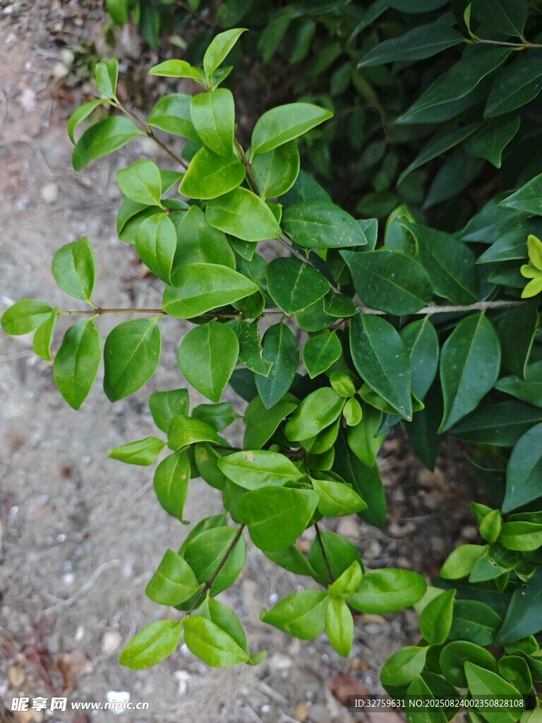 翠绿叶片植物近景特写