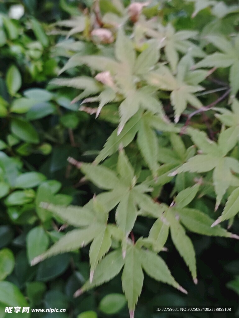 嫩绿枫叶植物特写