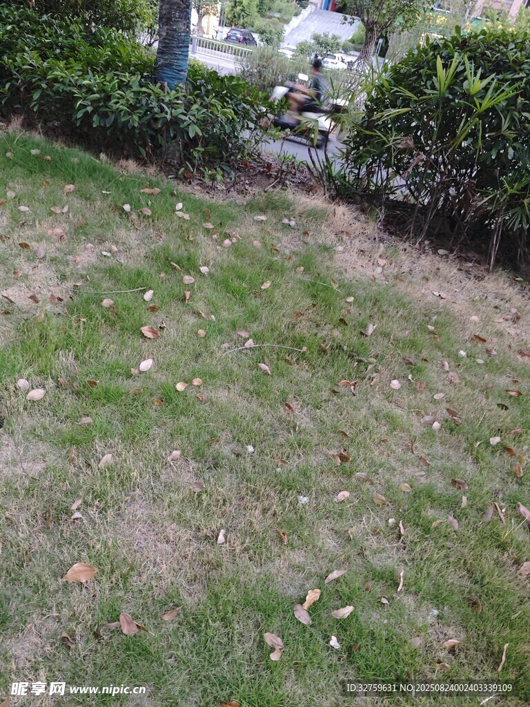 户外草地与灌木丛景观