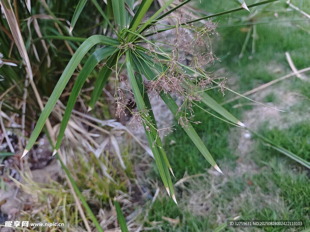 草丛中的紫色植物
