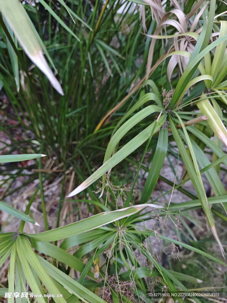 翠绿竹叶特写