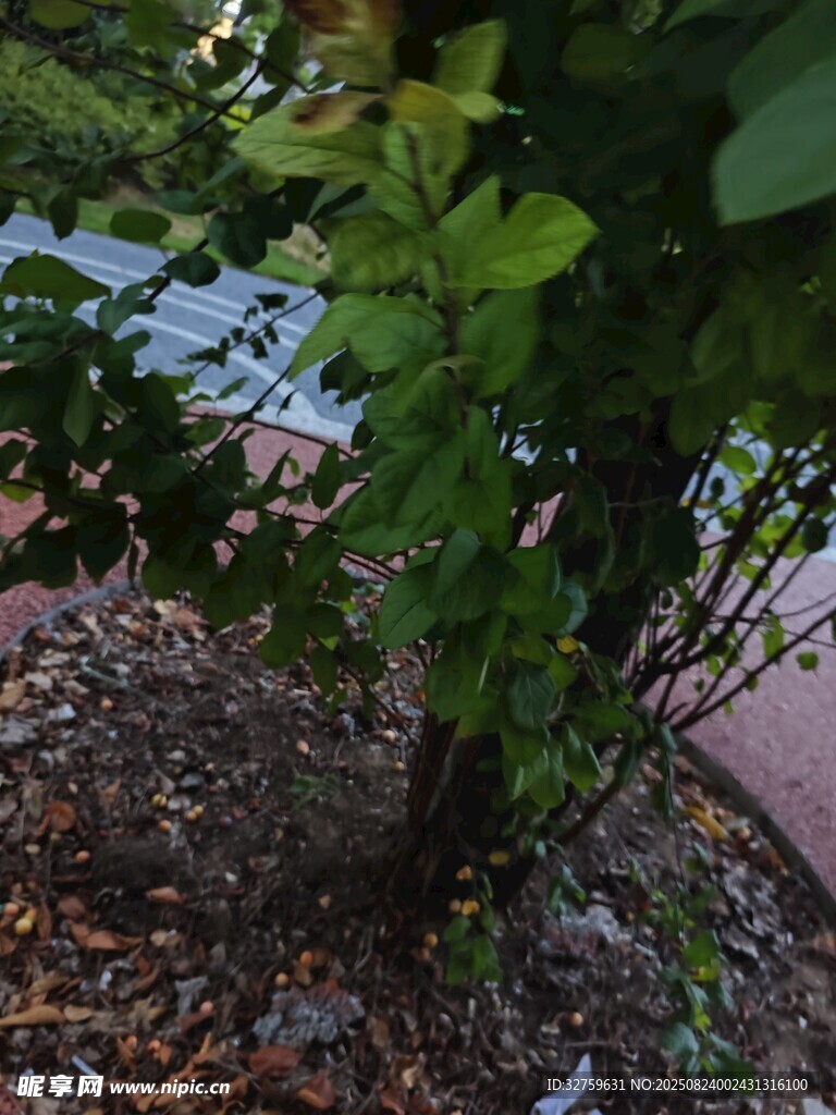 绿叶繁茂的地面植物景观