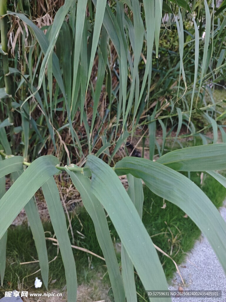 翠绿修长叶片的植物