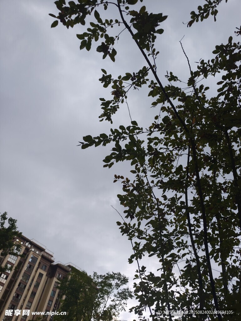 仰视绿树与阴沉天空