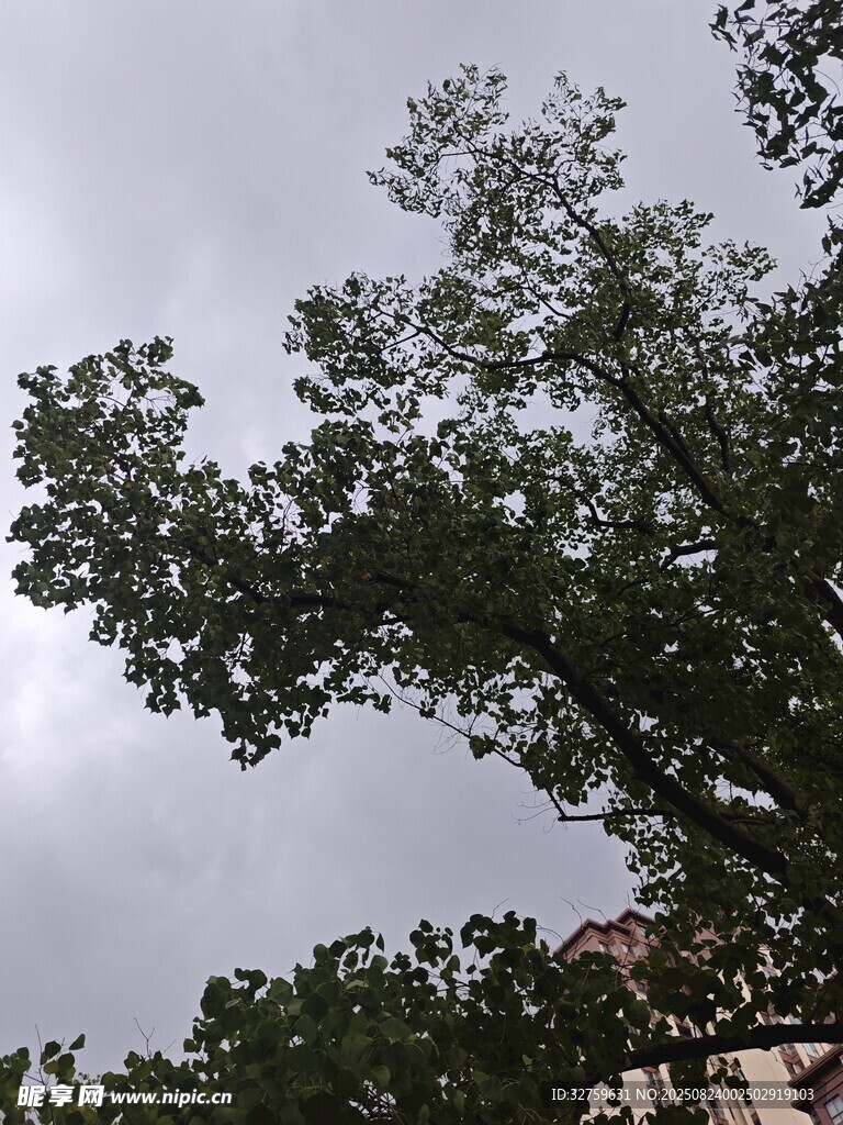 仰视绿树与阴沉天空