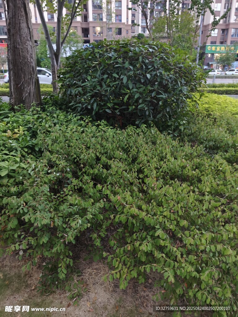 城市中繁茂的绿植景观