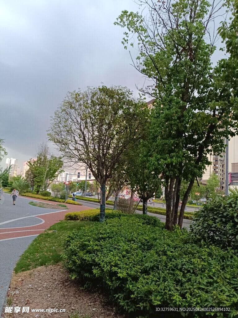 城市道路旁的绿植景观