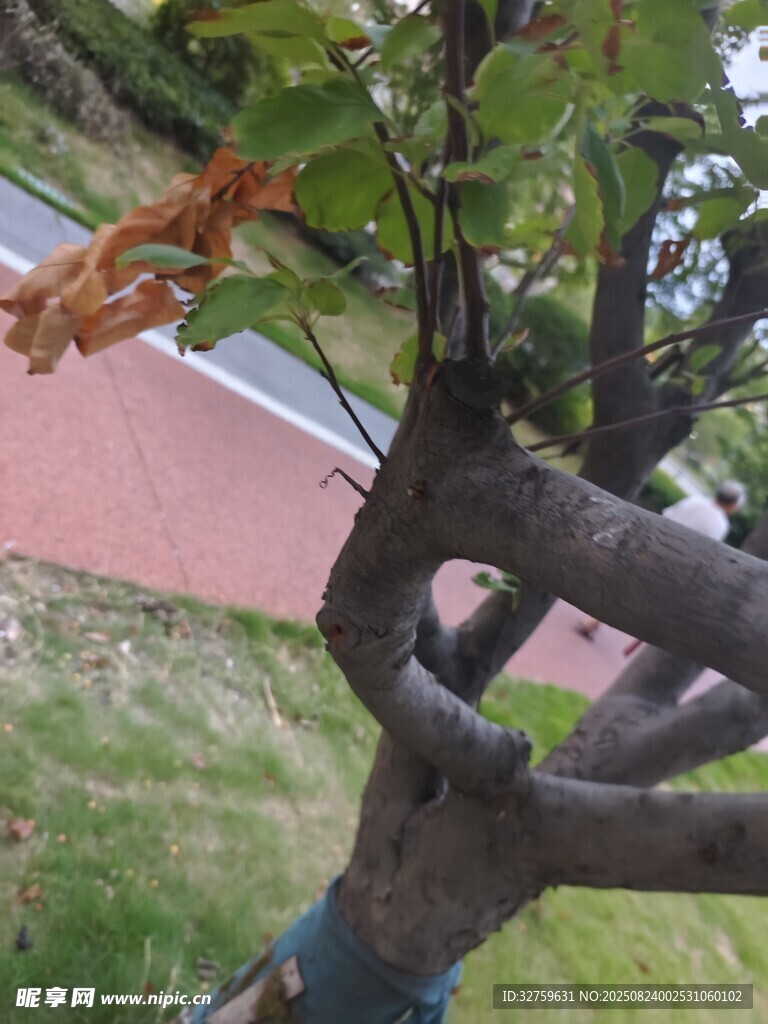 扭曲造型的独特盆景树