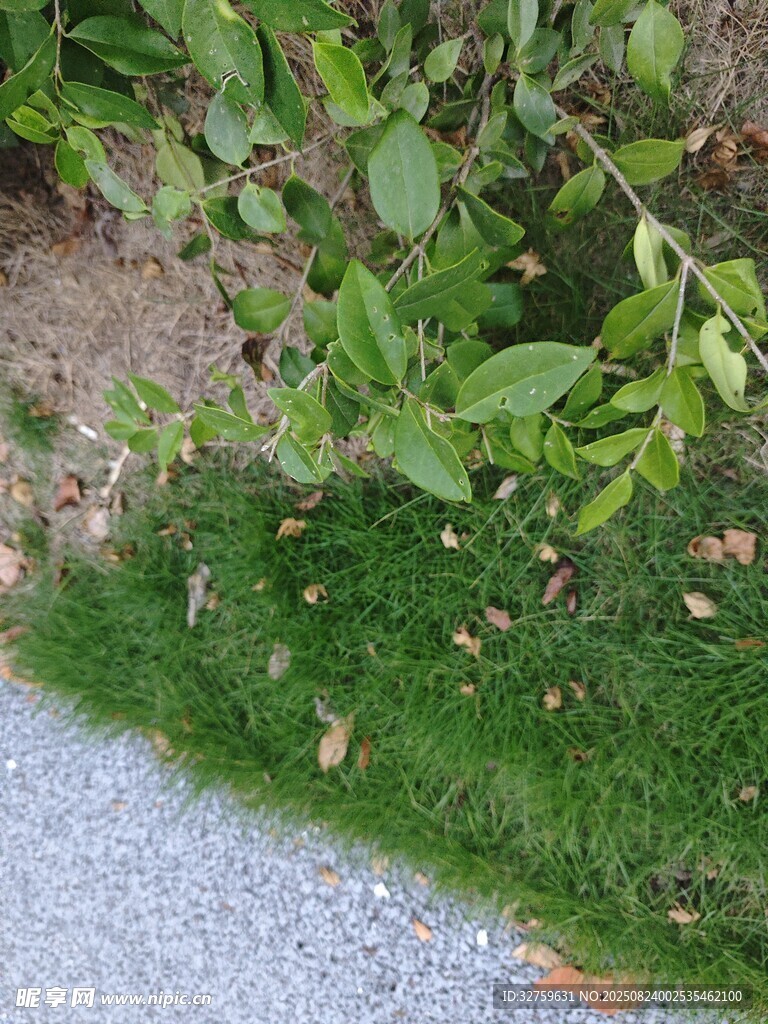 路边绿植与碎石景观