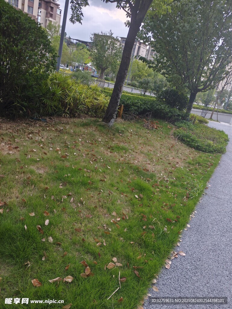 路边草地与绿植景观