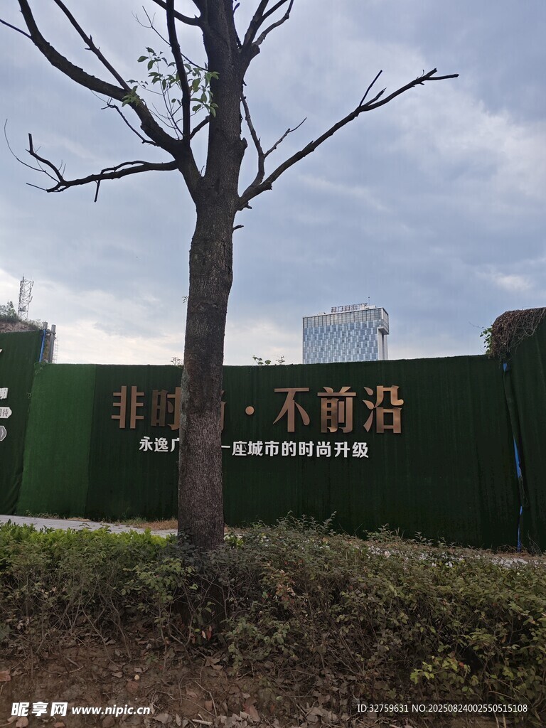 户外围挡旁的光秃树木
