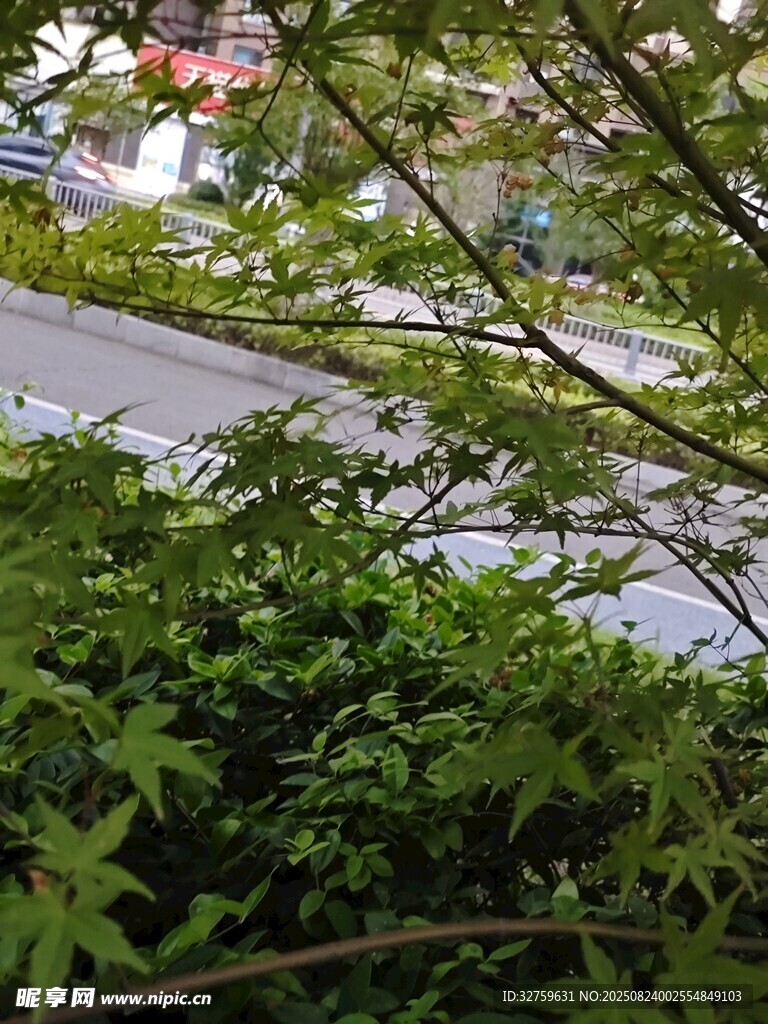 路边繁茂绿植与枝叶