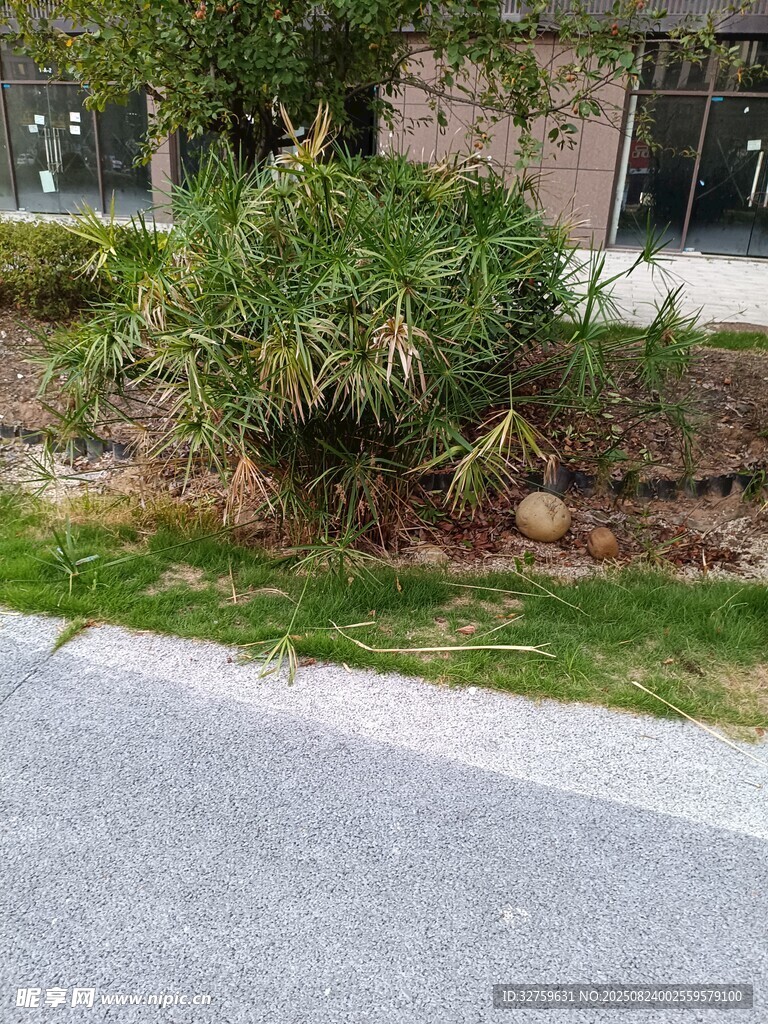 路边绿意盎然的灌木丛