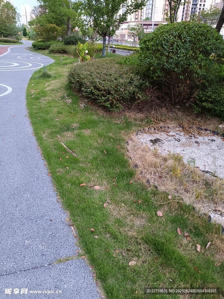 路边草地与灌木丛景象
