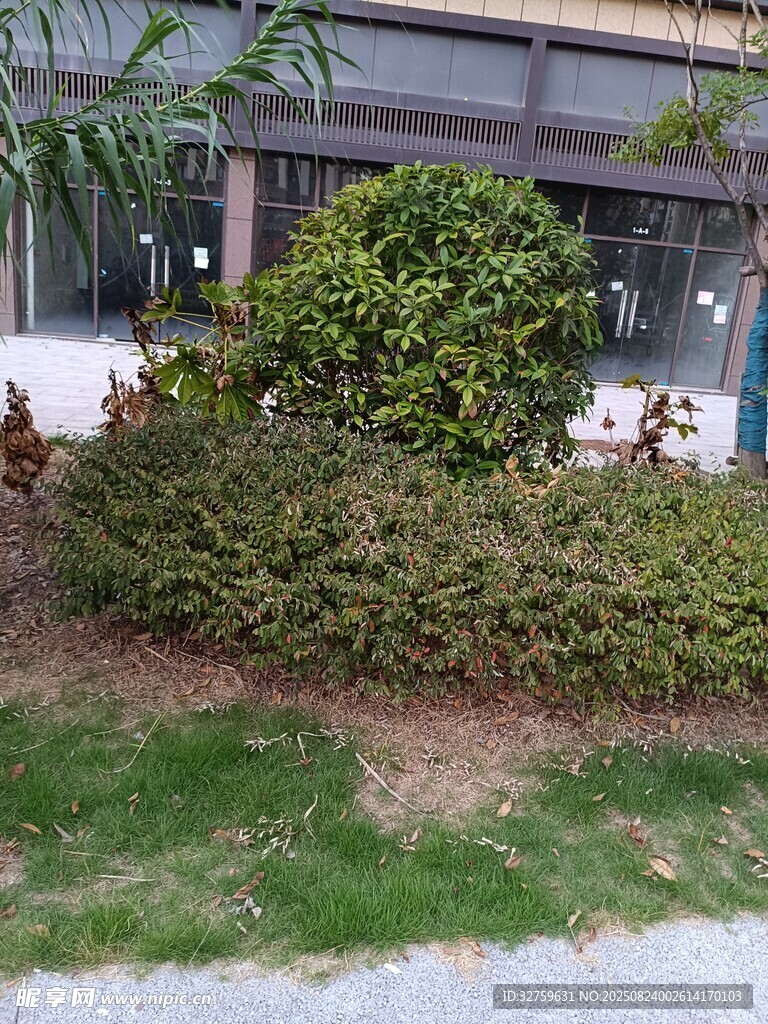 街边绿植景观