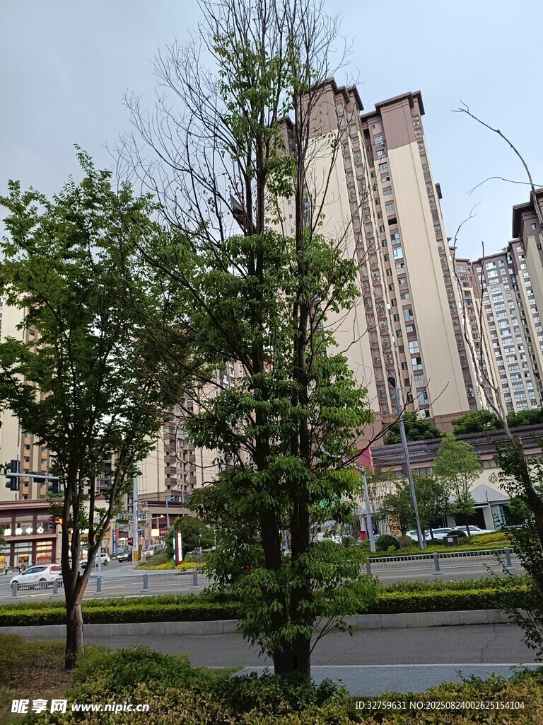 城市中林立的高楼与绿树