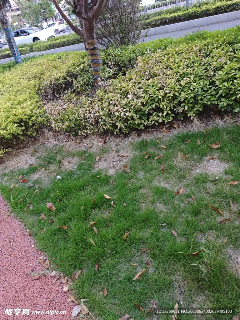 路边绿化带局部景观